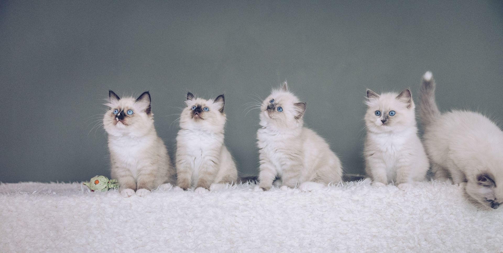 portée de chaton de Ragdoll