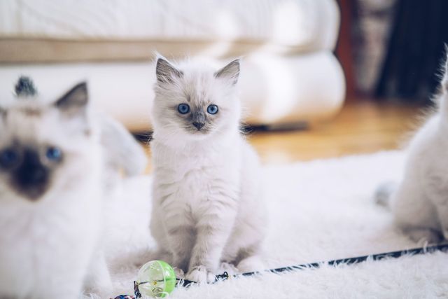 chatons ragdoll qui jouent