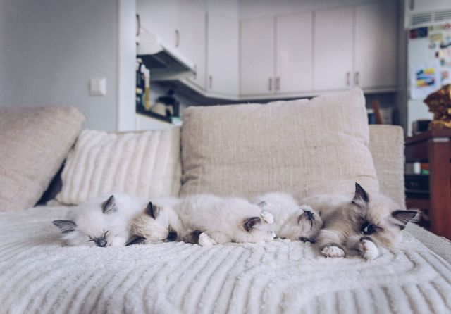 chatons ragdoll sur le canapé