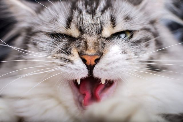 chat qui montre les dents