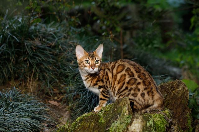 Bengal sur un arbre
