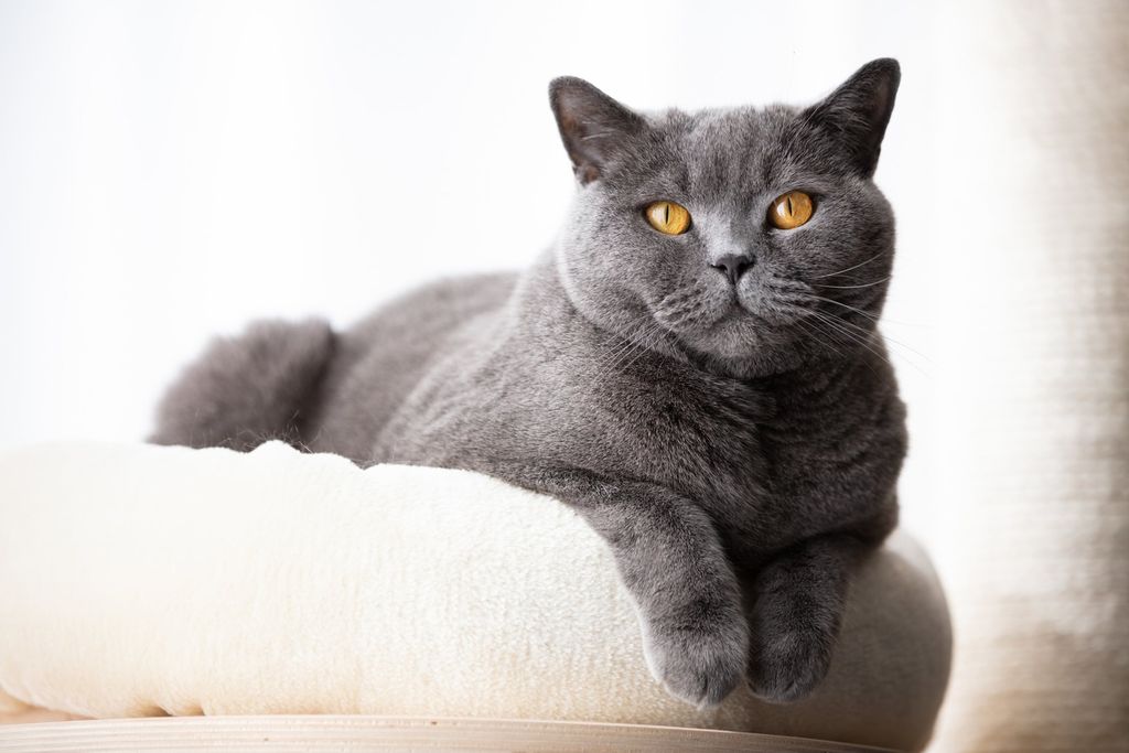 Chat British Shorthair