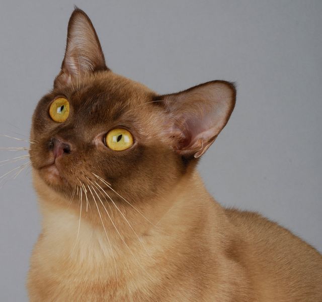 Chat burmese anglais assit