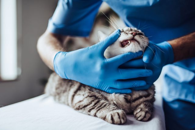 Veterinär undersöker kattens tänder.