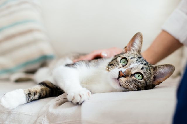 chat couché sur un lit qui se fait caresser