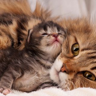 chat avec son chatons