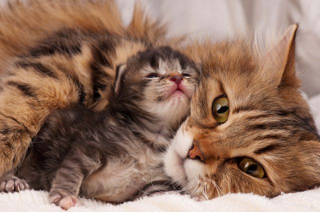 Chat allongé avec son chaton