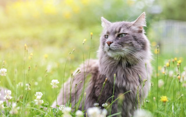 chat dehors