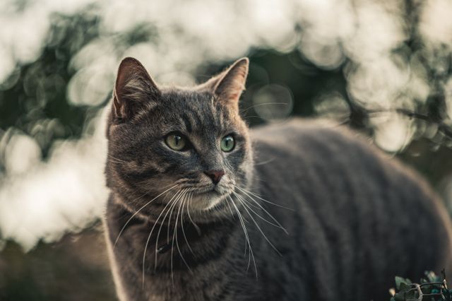 Un ulcère de la cornée chez le chat est souvent détecté lorsque le chat semble avoir l’œil irrité.