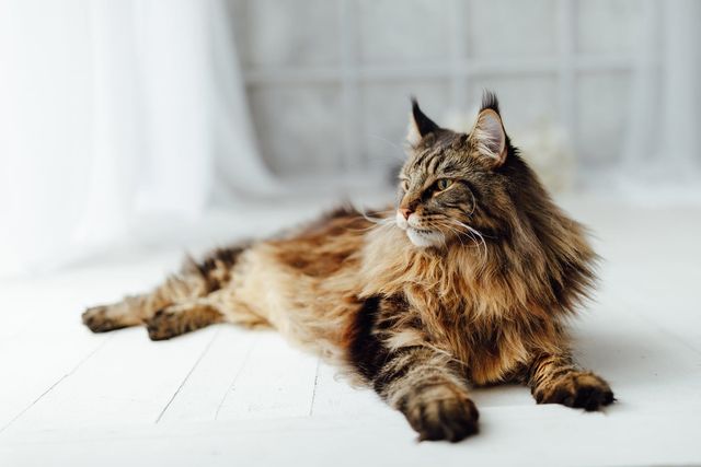 Chat allongé sur le sol.
