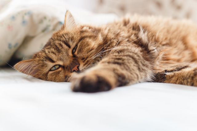 chat qui dort sur un lit