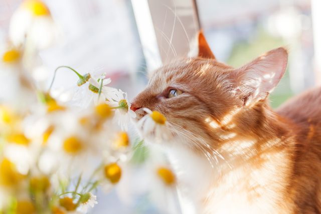 chat qui sent des fleurs