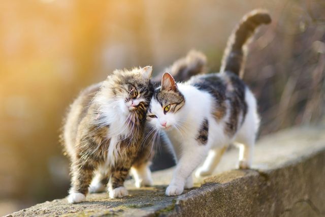 Deux chats qui se frottent la tête