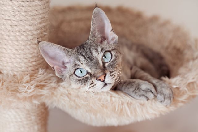 Le Devon Rex