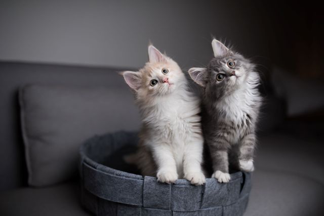 Deux chatons sont assis dans un panier.