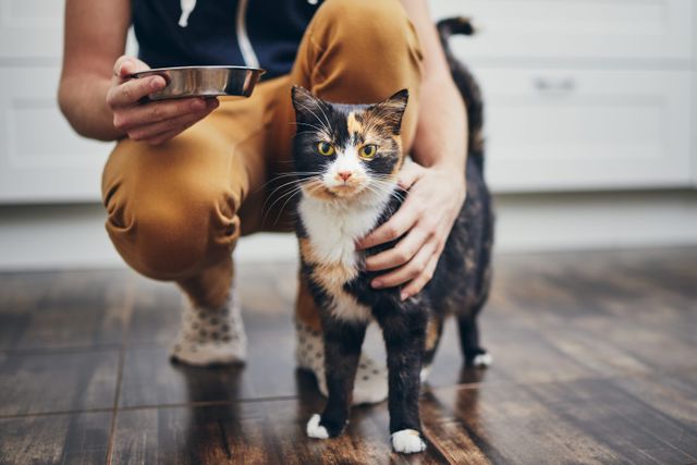 Chat qui se fait caresser