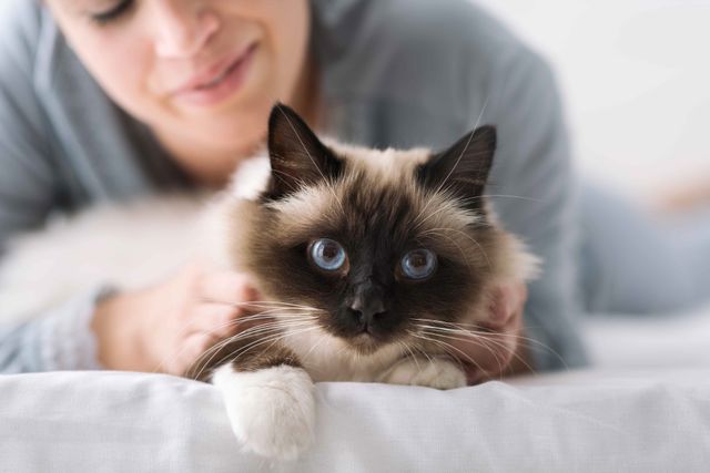 chat qui se fait caresser par une femme