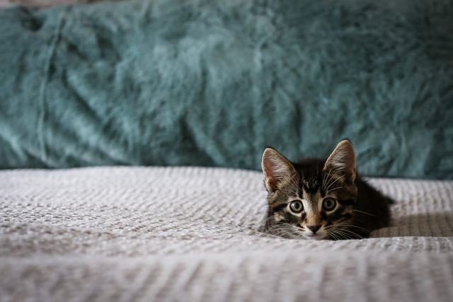 chat allongé sur un lit