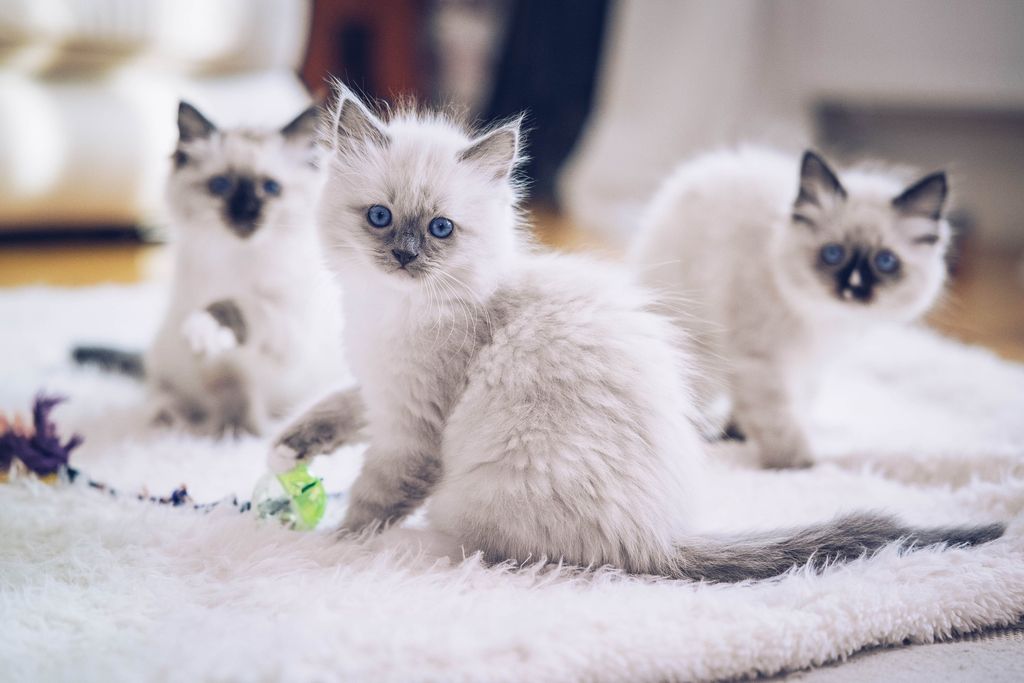 Trois chatons sont assis sur le tapis