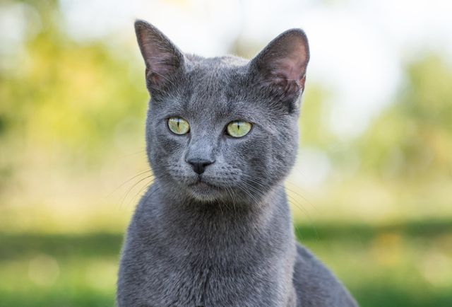 chat gris aux yeux vert avec les oreilles dressées