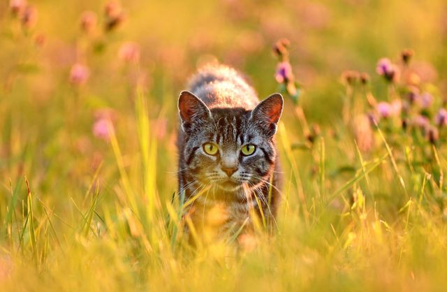 chat dans les hautes herbes