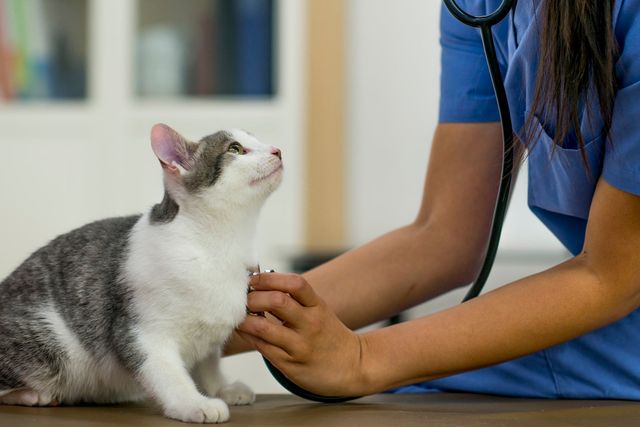 Le vétérinaire écoute le cœur du chat avec un stéthoscope.