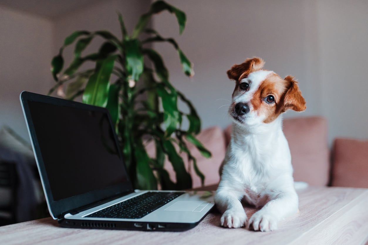 Chien couché à côté d’un ordinateur portable.
