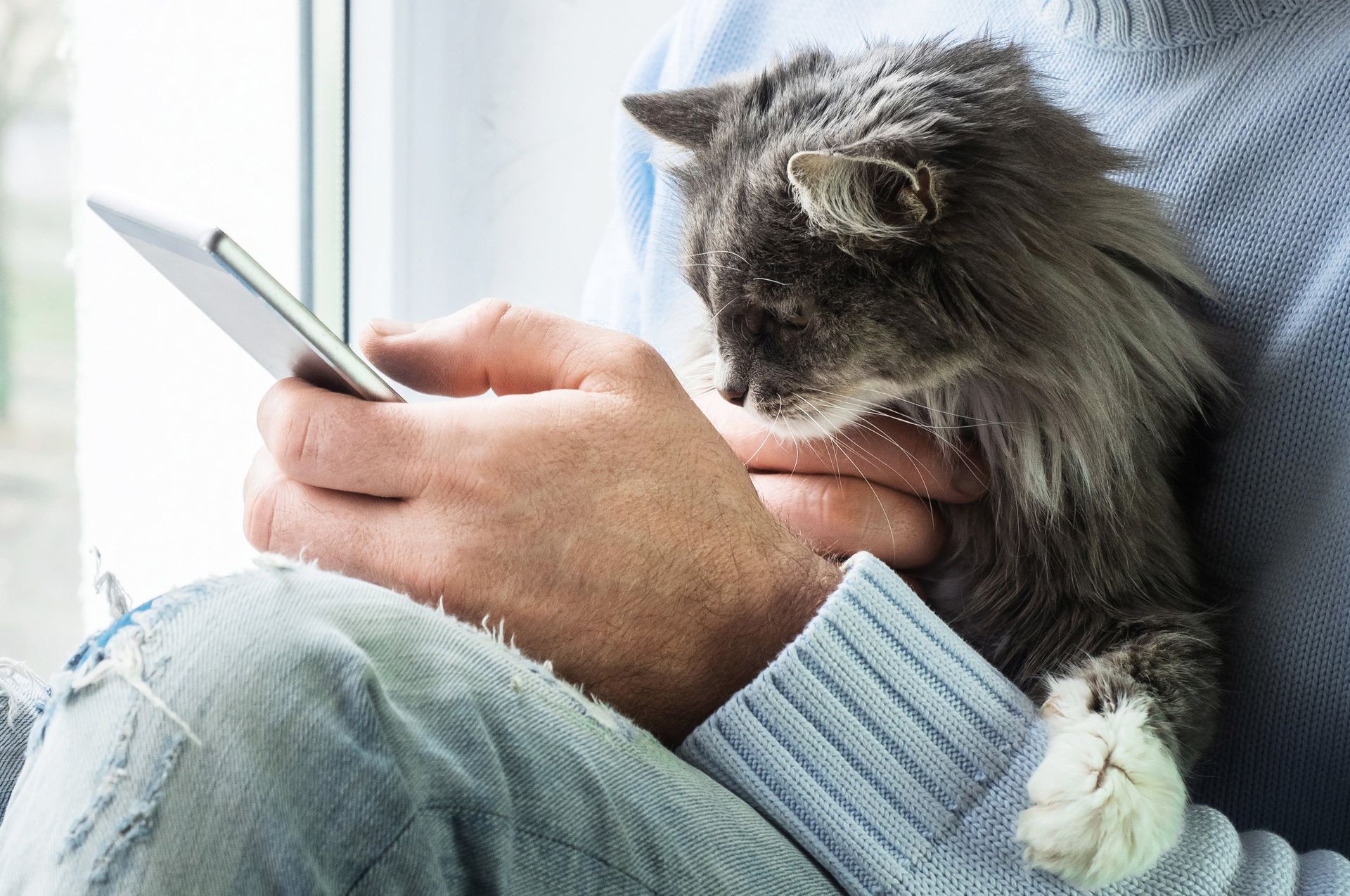 On regarde le téléphone avec un chat sur les genoux