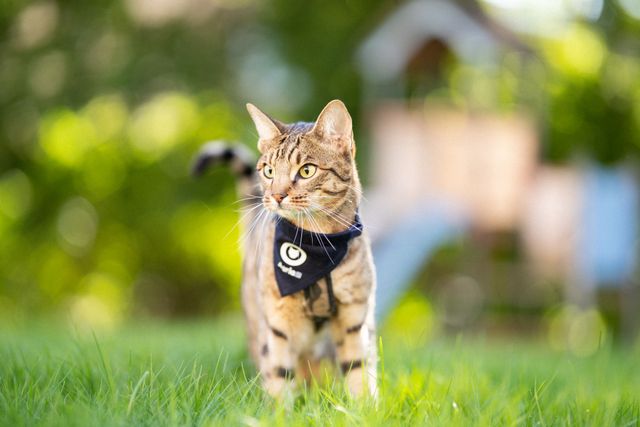 Un chat, portant un foulard de la Balade des Chats Agria, se faufile dans l’herbe.