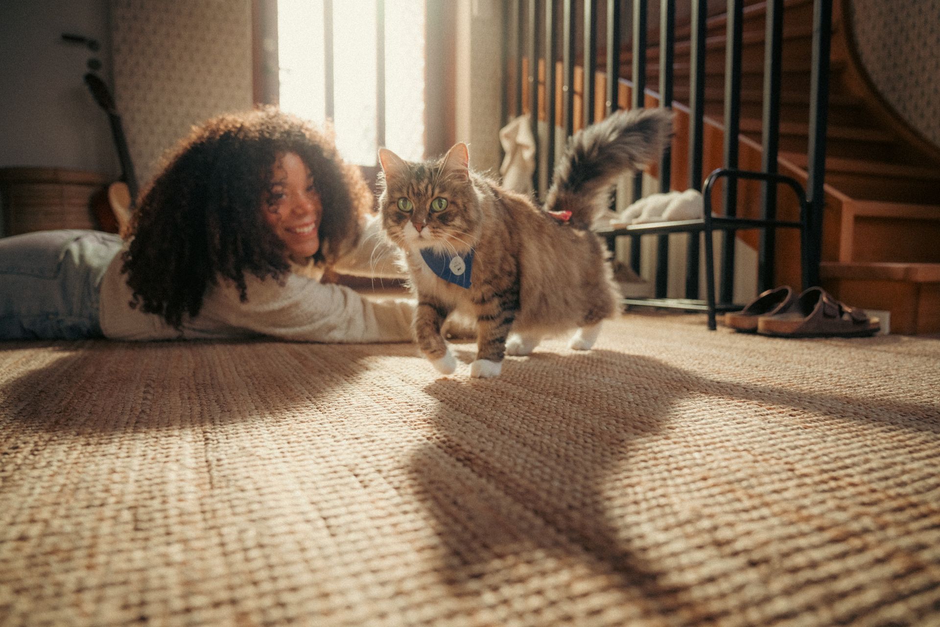 Des chats participent à la Balade des Chats Agria.