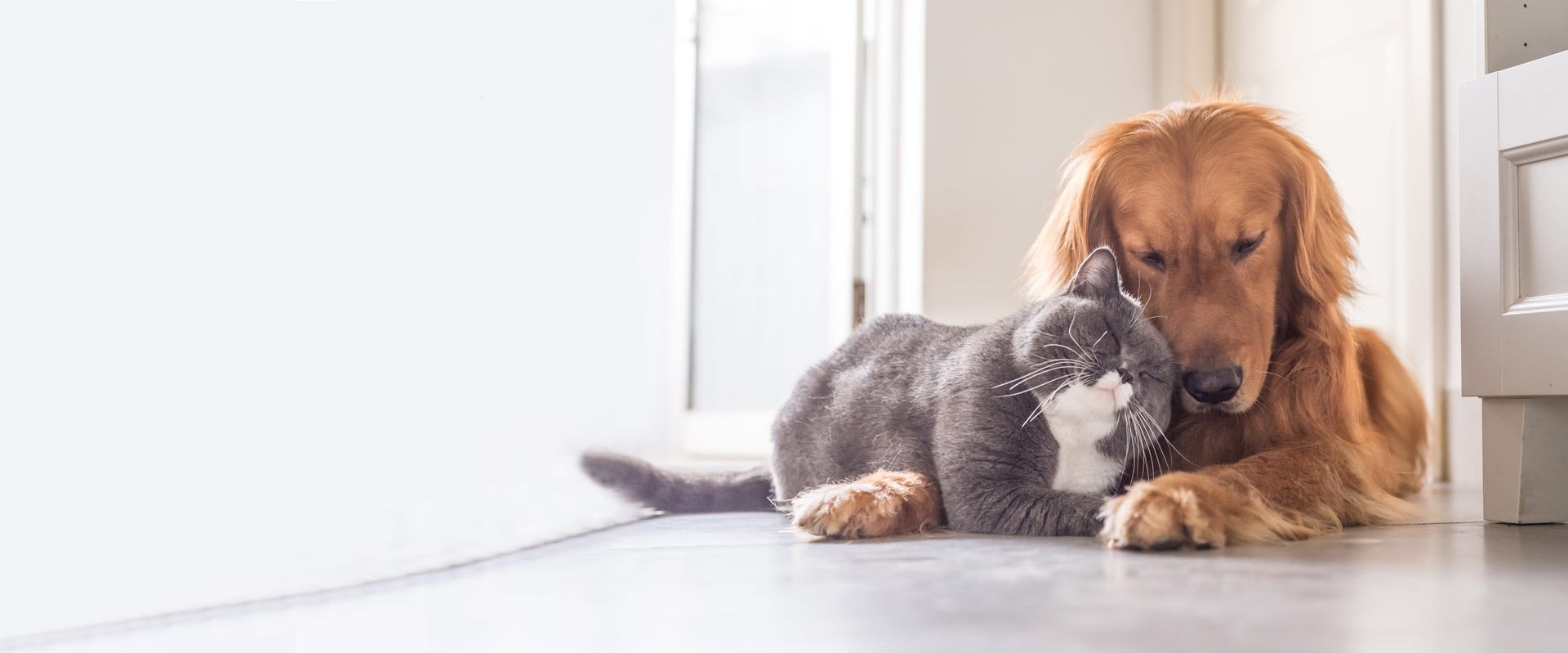 Le chat se frotte contre le chien