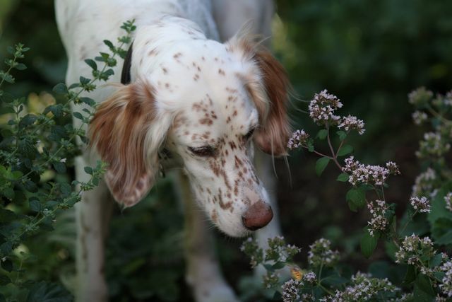 Chien qui sent des fleurs