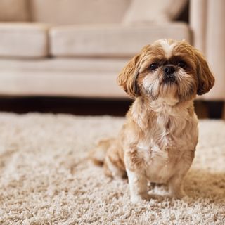 Shih Tzu assis sur un tapis.