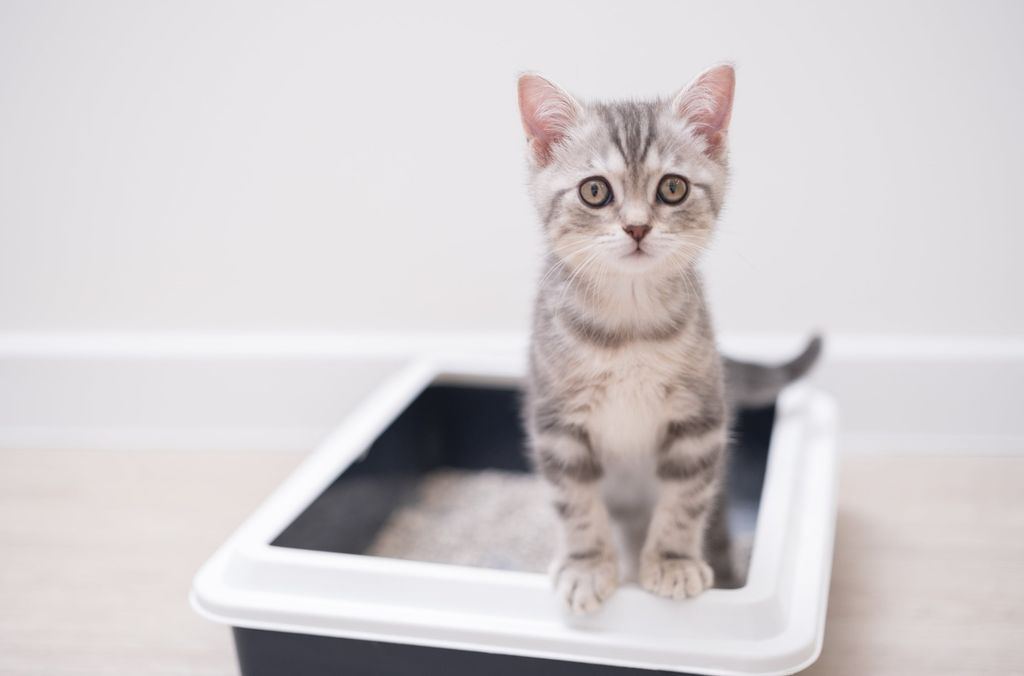 chaton dans une litière