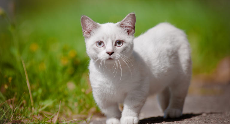 Chat nain munchkin dans l'herbe