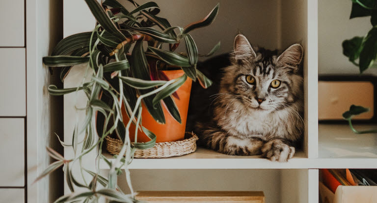 chat sur une étagère