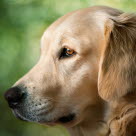 Tête d'un chien regardant dans le vague