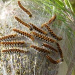 Un nid de chenilles processionnaires