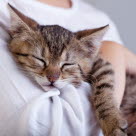 Un chat dans les bras de sa maîtresse pour un câlin