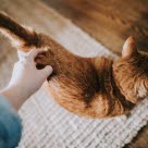 Chat roux vu du dessus entrain de se faire gratter le dos