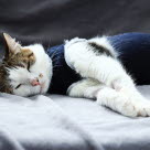 Chat allongé qui a été castré