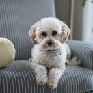 Petit chien blanc couché sur un fauteuil gris à rayures