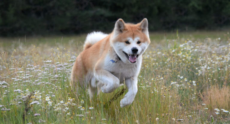Akita qui court dans l'herbe