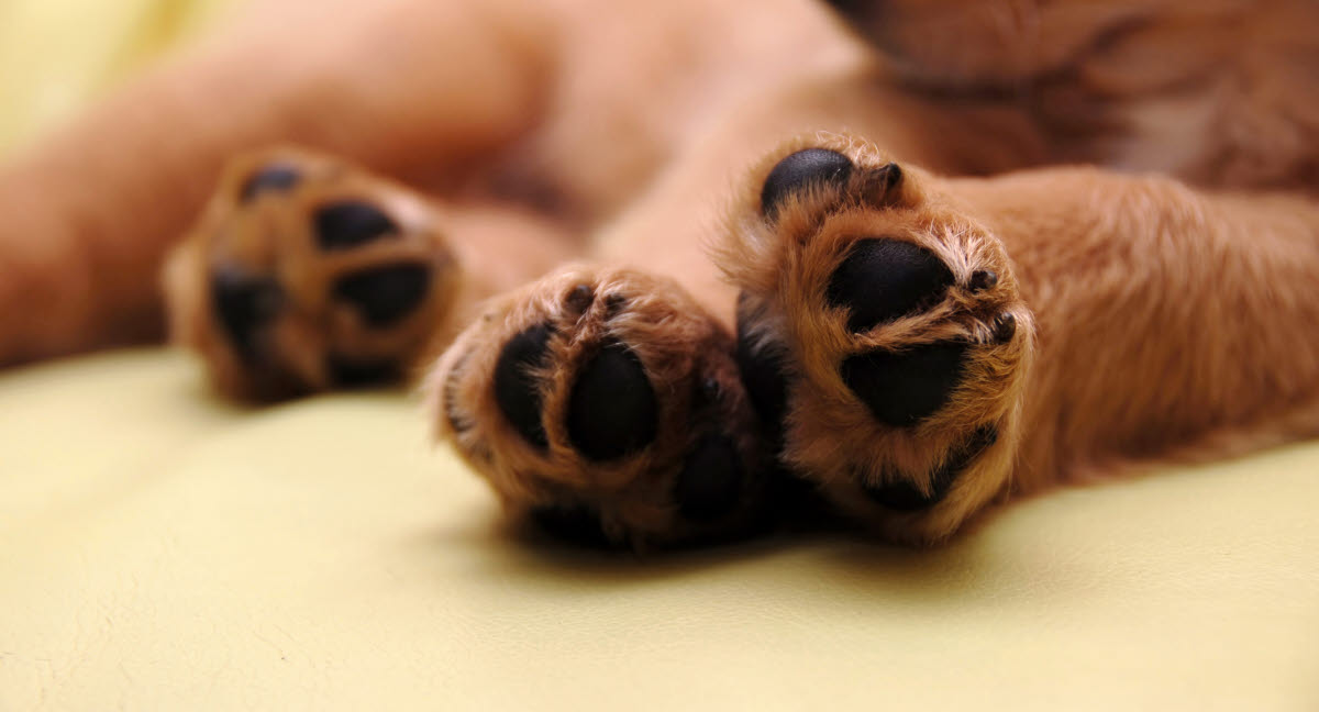 La griffe cassée chez le chien, comment la traiter ? Agria Assurance pour animaux