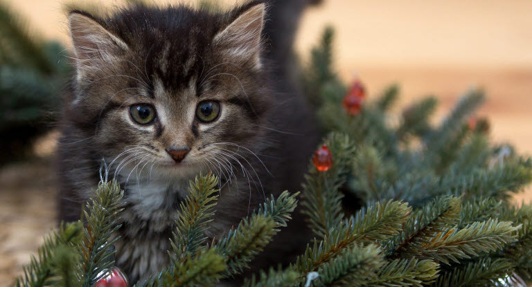 Chaton avec une branche de sapin