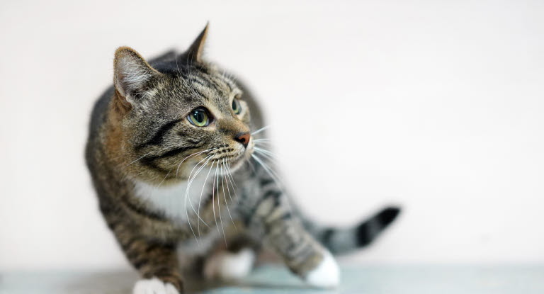 Chat qui titube et perd l'équilibre.