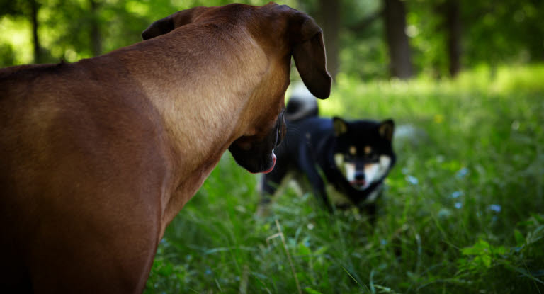 Deux chiens se regardent