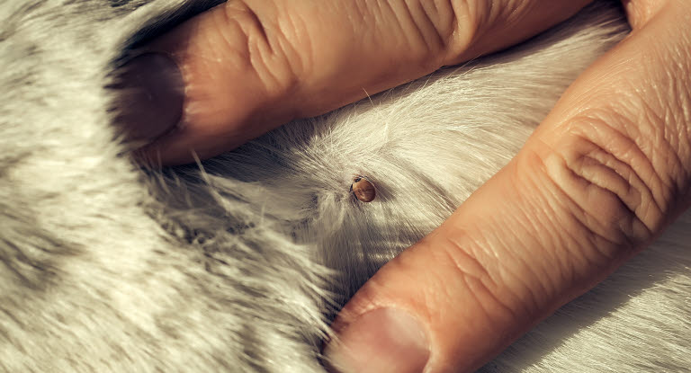 Les produits anti-tiques protègent votre chat contre les tiques 