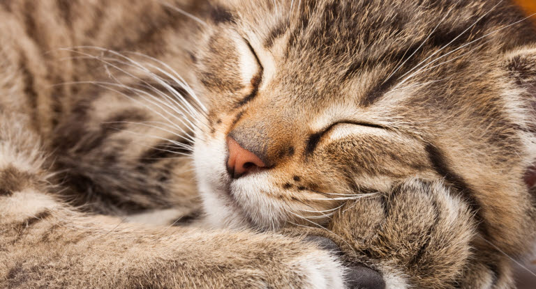 Un chat en boule en train de dormir