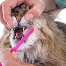 Maine Coon se faisant brosser les dents